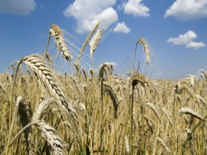 Como mensurar os ativos biológicos